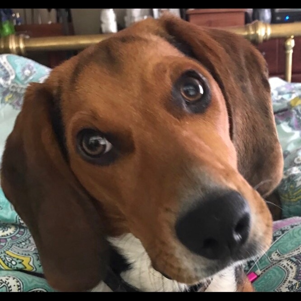 Meet your Posher, Carrie